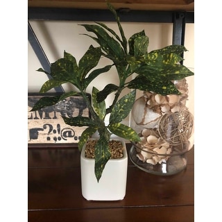 11 Croton Plant Overstock 31004352